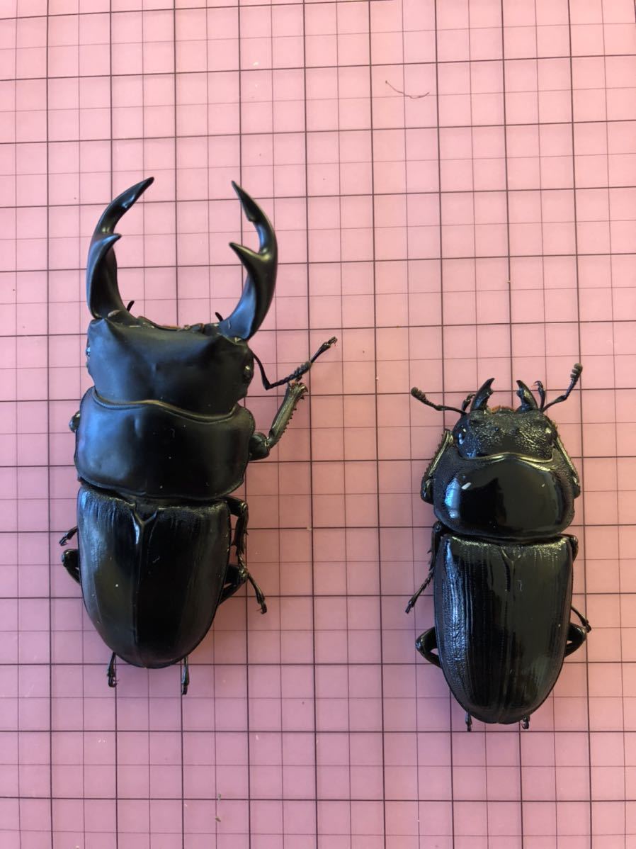 タイワンオオクワガタ　ペア　標本 オオクワガタ ペア タイワンオオクワガタ ペア 標本 オオクワガタ ペア