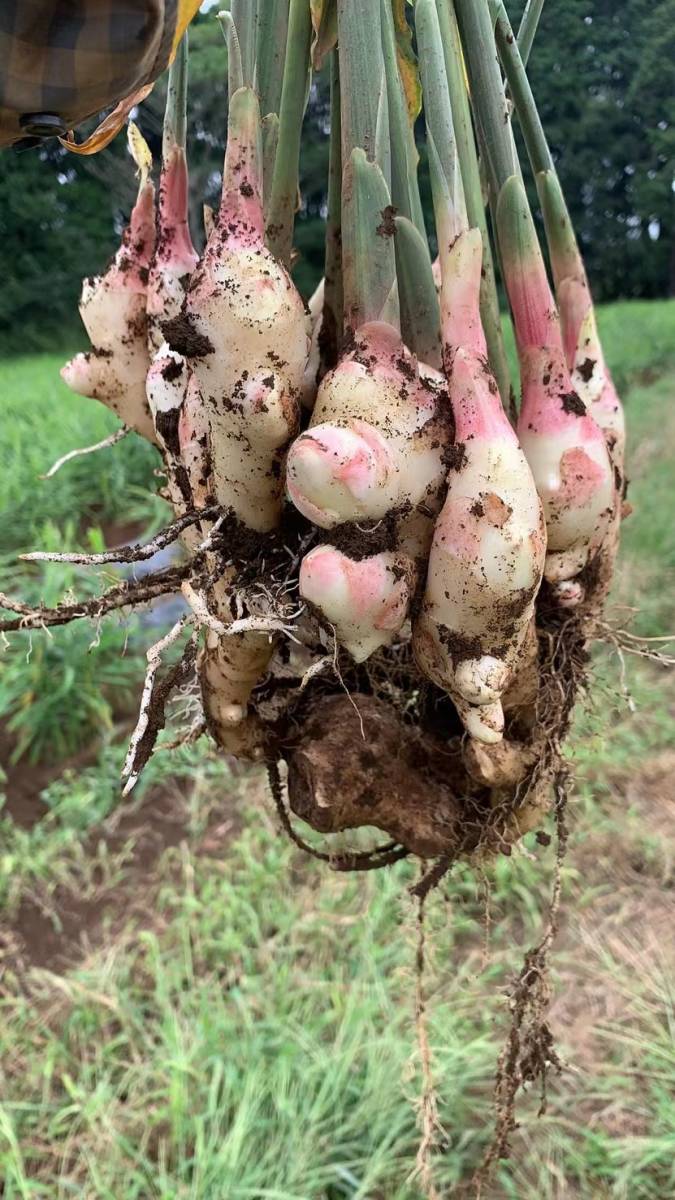 ☆送料無料　千葉産 　堀たて発送新生姜　　約４Ｋｇ　北海道沖縄を除く☆