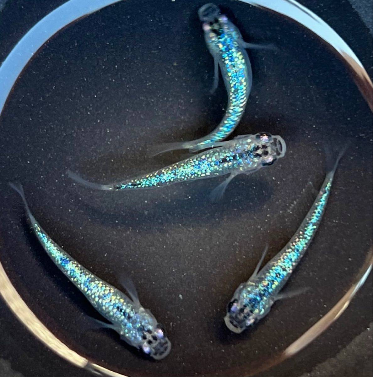 メダカ 尚王 入荷しました