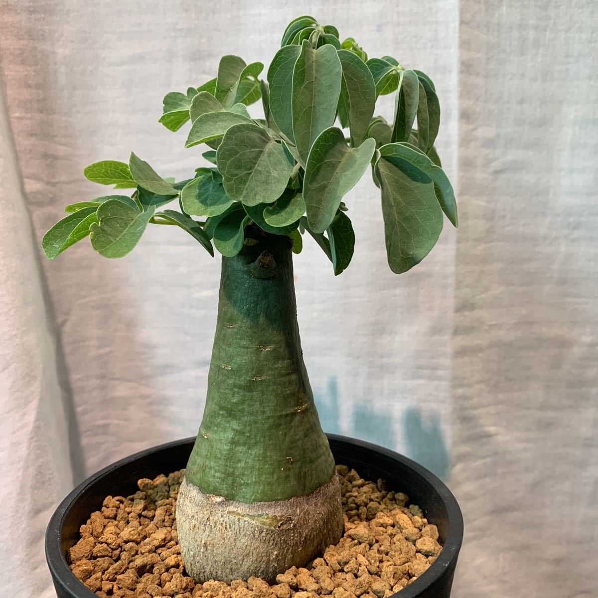Adenia アデニア グラウカ プラ鉢約8cm glaucaアデニア ☆サボテン