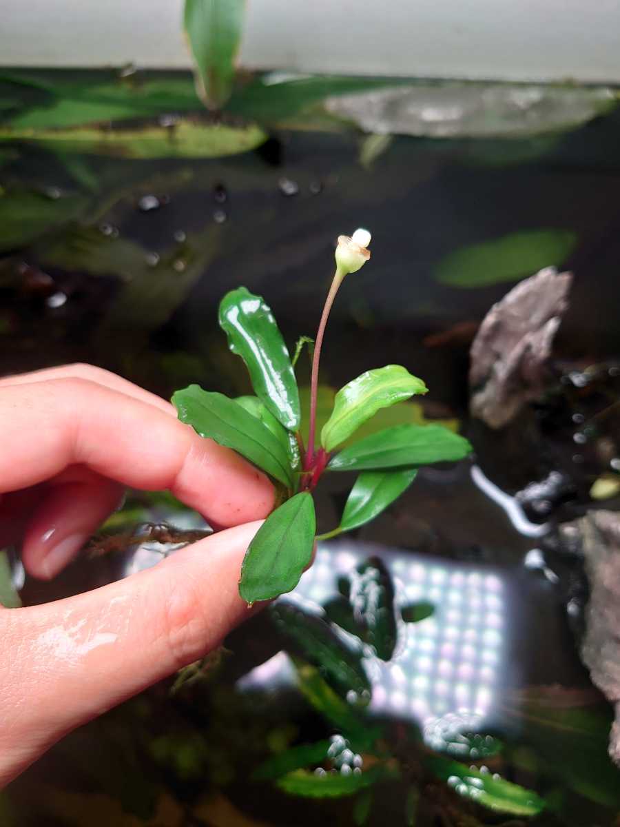新作登場，大得価】 Bucephalandra.sp “serawai 2”TB便 (水上葉
