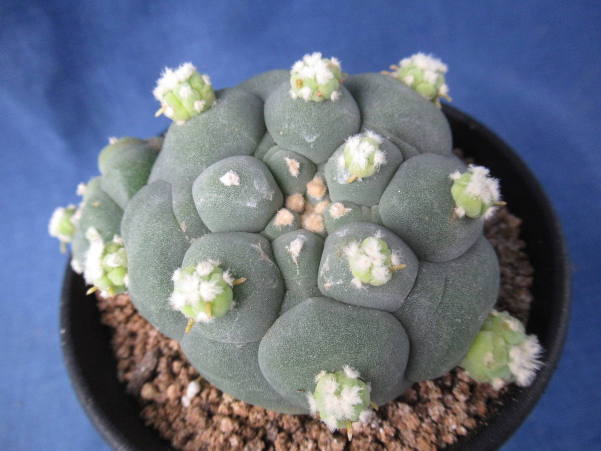 鳥羽玉 群生ロフォフォラ 銀冠玉 翠冠玉 子吹き　モンストサボテン 多肉植物 サボテン多肉植物 子吹き翠冠玉 | 仔吹き翠冠玉(こふき
