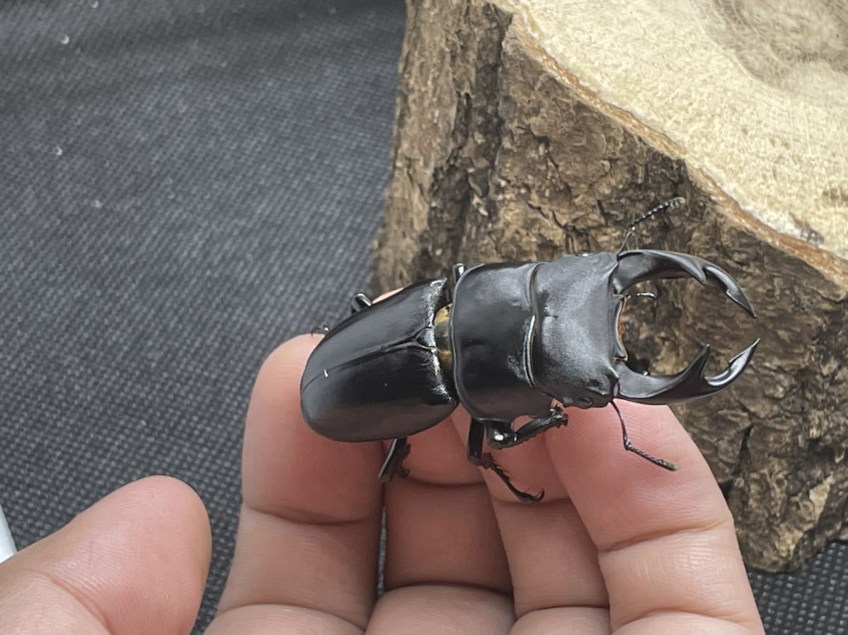新潟県産 天然採集 オオクワガタ 1ペア 新潟 オオクワ WD クワガタ