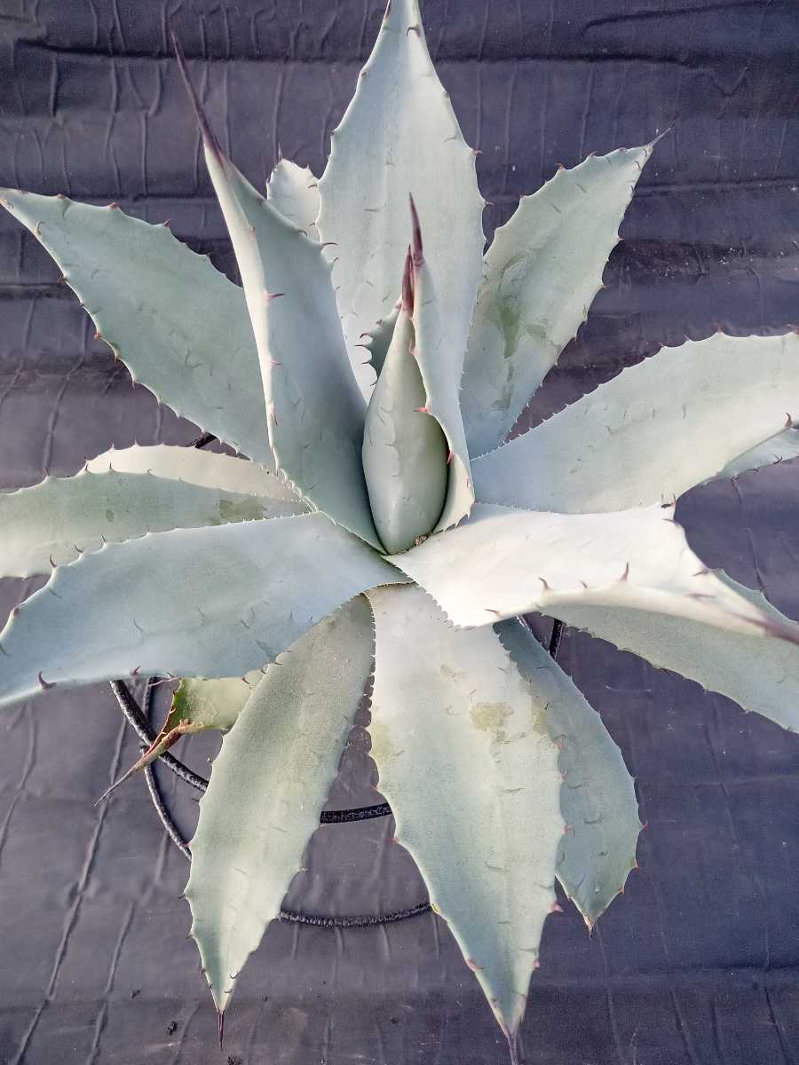 アガベ パリー Agave 実生株極上個体 種子] 選抜株 アガベ パリー 実生