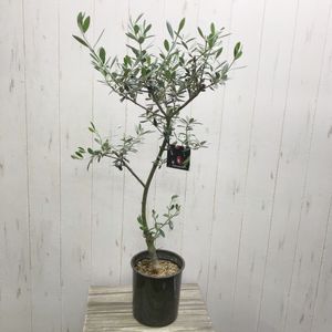 オリーブの木のヤフオク の相場 価格を見る ヤフオク のオリーブの木のオークション売買情報は65件が掲載されています