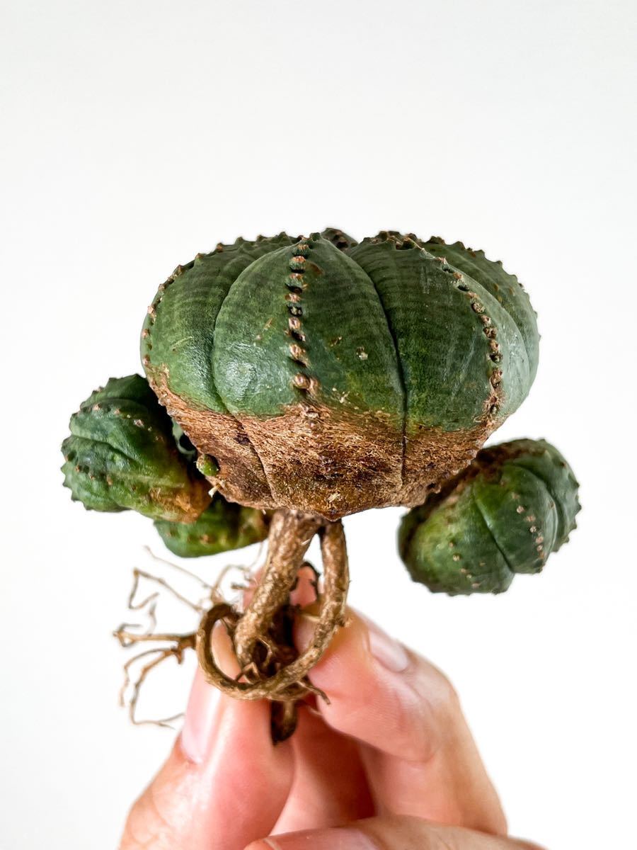 9 ユーフォルビア オベサ Euphorbia obesa ( サボテン 多肉植物 塊根