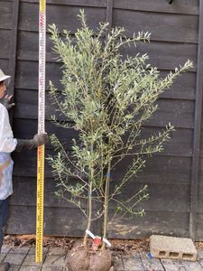 オリーブの木 植木 １本8 000円 7 000円 7月25日出品終了 Alba Com Gt