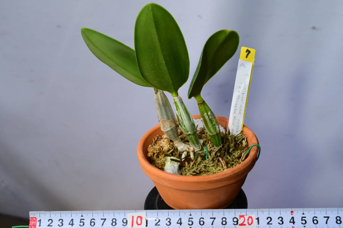7 洋蘭 原種 カトレアR4-0910-7 C. walkeriana rubra 'Betterraba Red