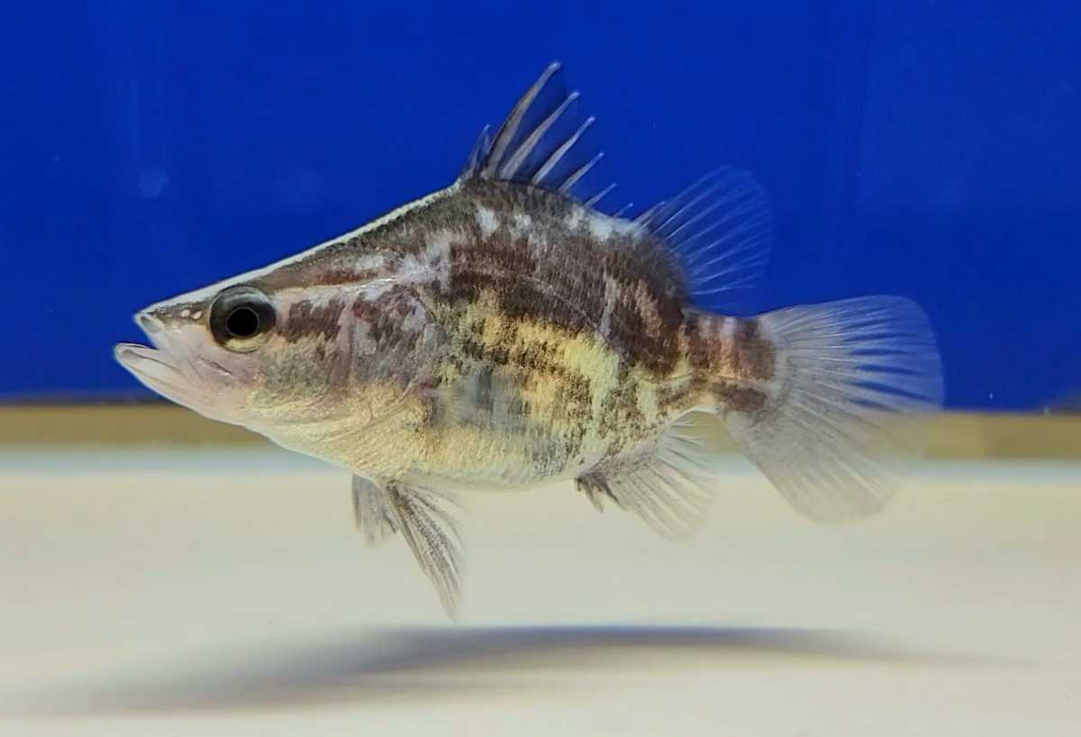 バラマンディ セミショート