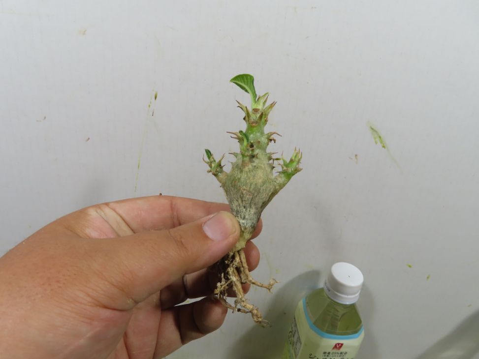 ナ195 「実生」パキポディウム ウィンゾリ 抜き苗【Pachypodium