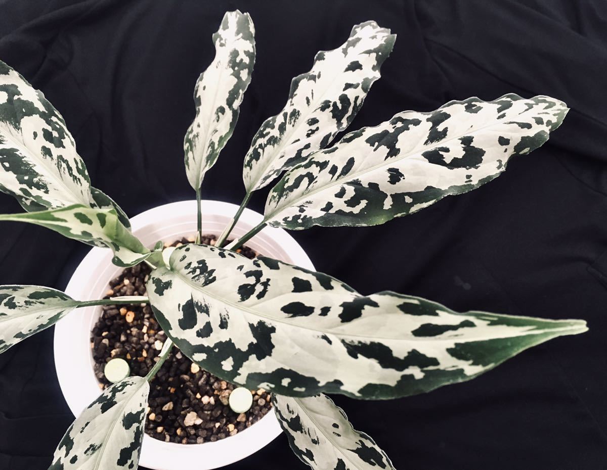 LA便 ネームド Aglaonema Pictum A “白鯨” Aceh Sumatera 【LA0216-03i