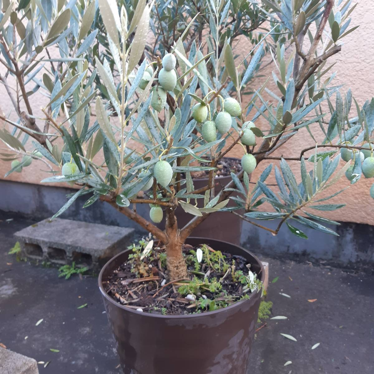 ミッション オリーブ | 古木 6号 オリーブの木 盆栽 Olive 園芸ネット