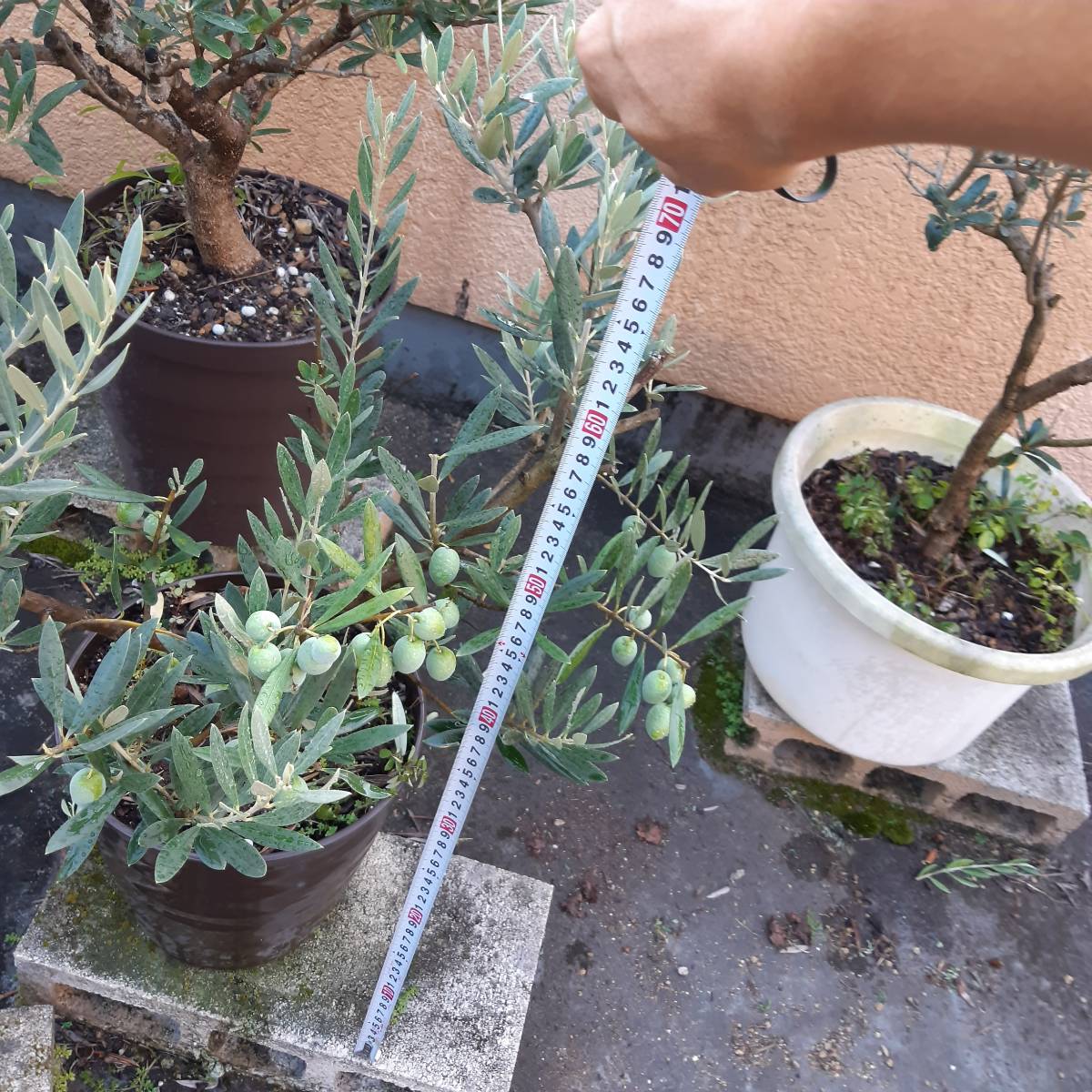 ミッション オリーブ | 古木 6号 オリーブの木 盆栽 Olive 園芸ネット