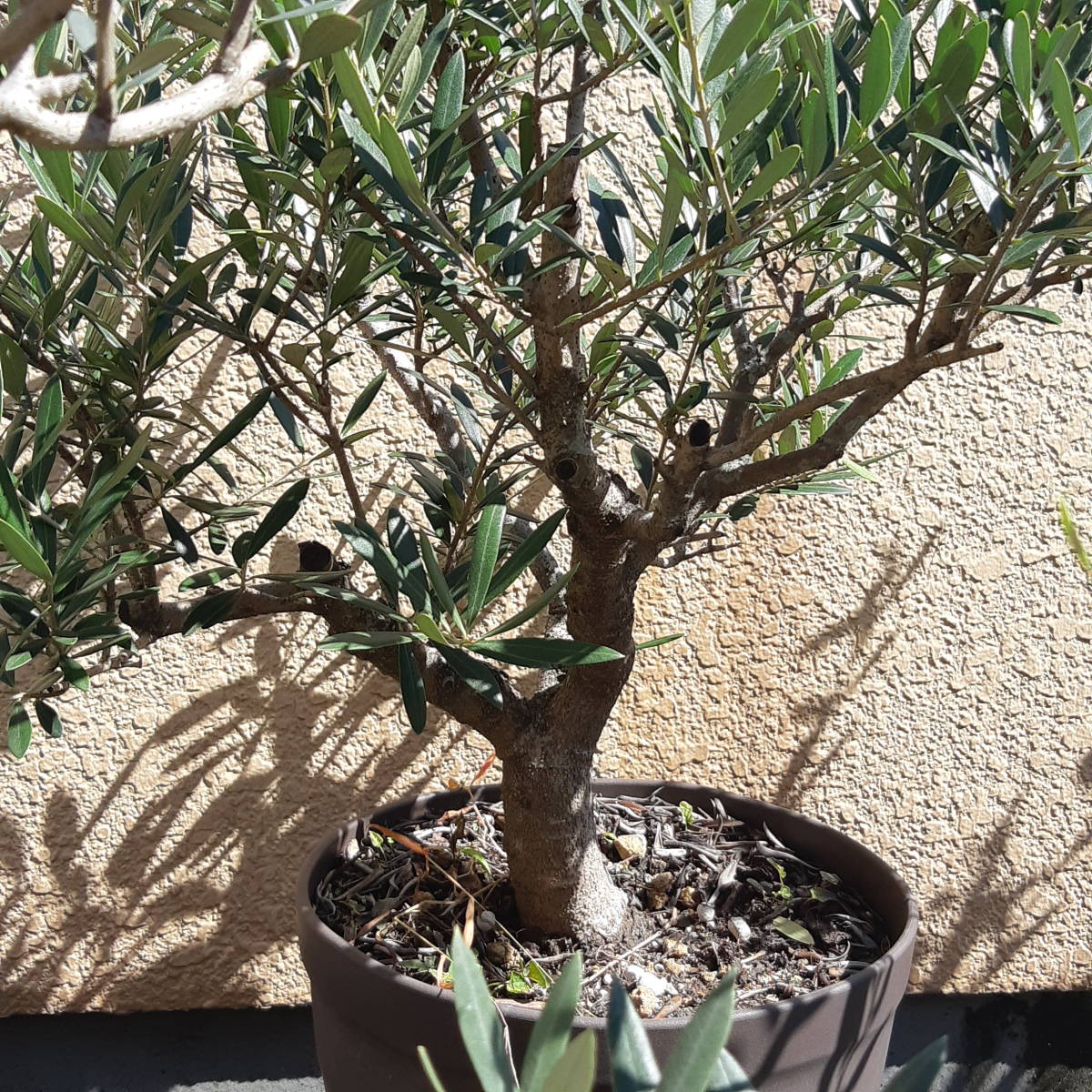 ミッション オリーブ | 古木 6号 オリーブの木 盆栽 Olive 園芸ネット