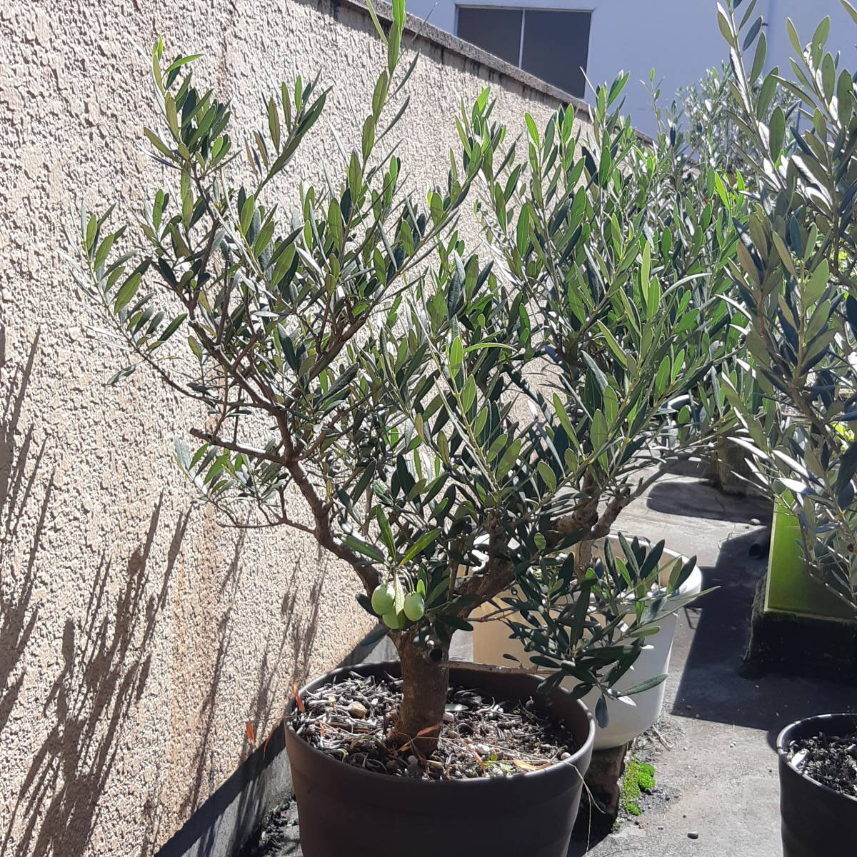 ミッション オリーブ | 古木 6号 オリーブの木 盆栽 Olive 園芸ネット