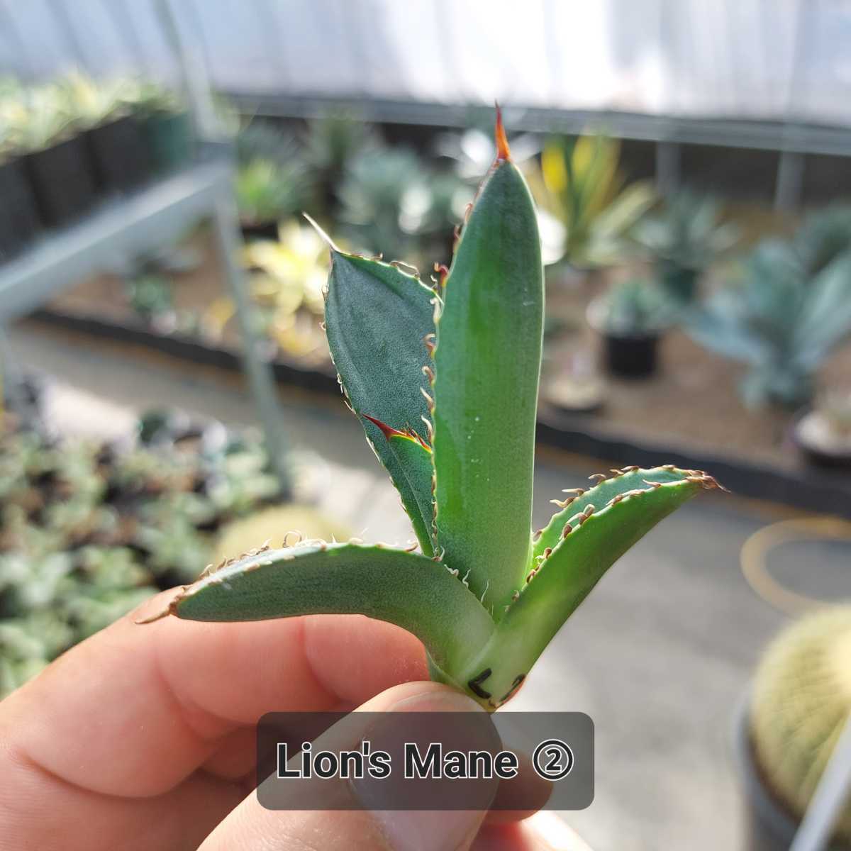 agave-isthmensis-kabutogani-v0-xoga76z07n4h1