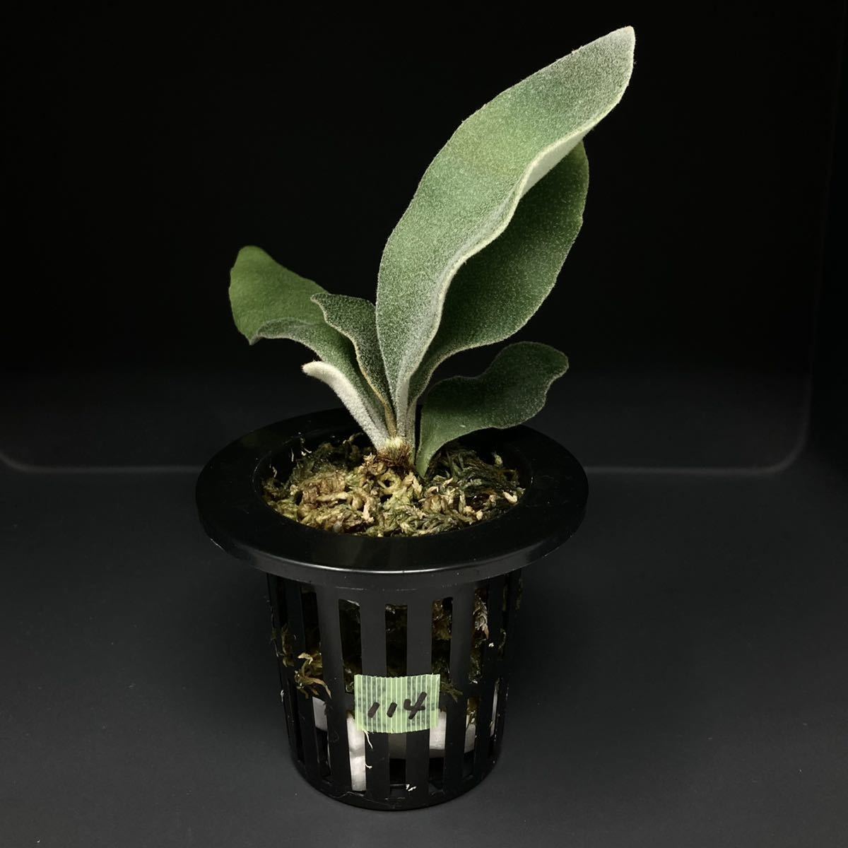 P. Willinckii Celso Tatsuta 114 ウィリンキー セルソ タツタ