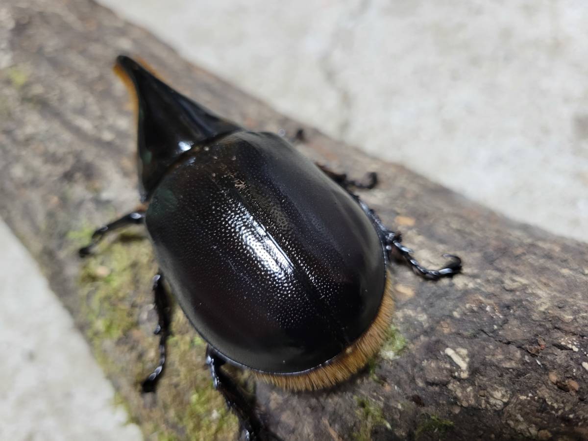 即ブリ！サタンオオカブトペア ペア 公式通販 83mm | 即ブリ《サタン 