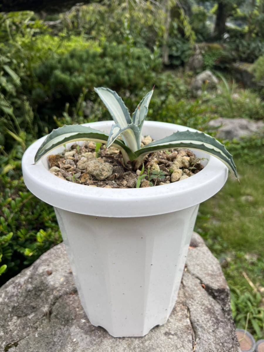 アガベ アメリカーナ メディオピクタアルバ 華厳 親株 耐寒性-10℃ 植物 アガベ アメリカーナ メディオピクタアルバ 華厳 親株 耐寒性-10℃ 植物