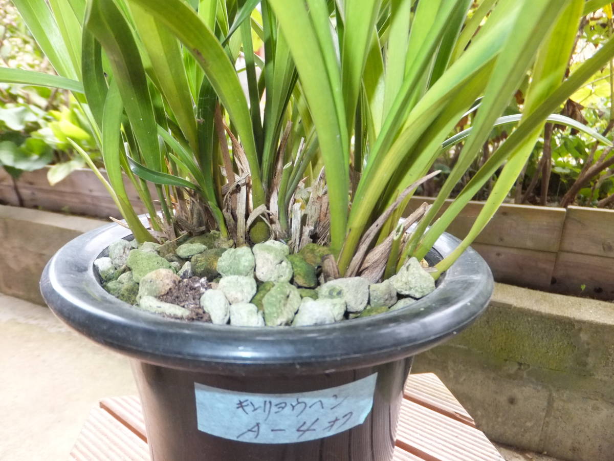 キンリョウヘン原種 4鉢セット 【公式通販】