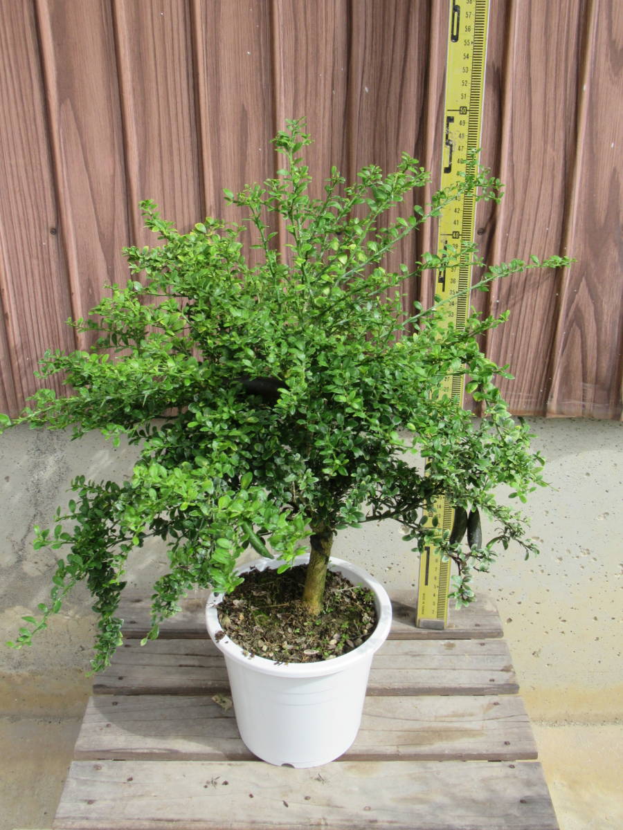 フィンガーライム ダーラムエメラルド リトルルビー パープルブリス 接木