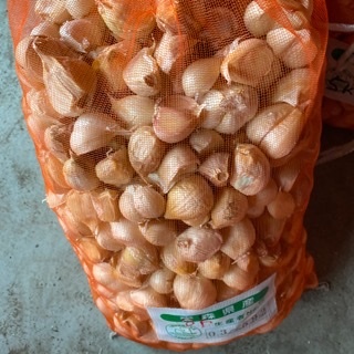 青森県 バラにんにく10Kg M種子可能 福地ホワイト六片ニンニク 【公式