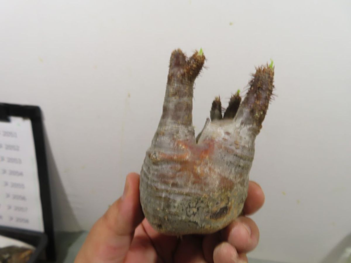 パキポディウム グラキリス 現地株 大株 短枝 ぼってり コレクション
