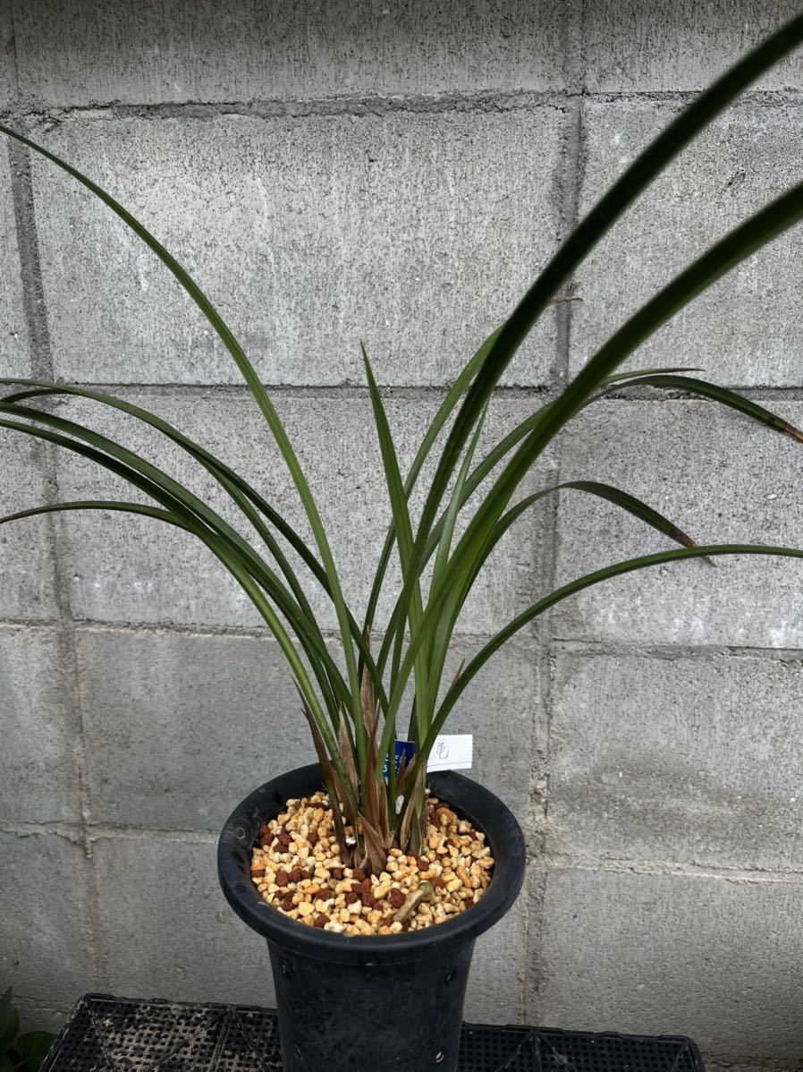 春蘭 寒蘭 東洋ラン br/植木鉢 5点セット 【公式通販】