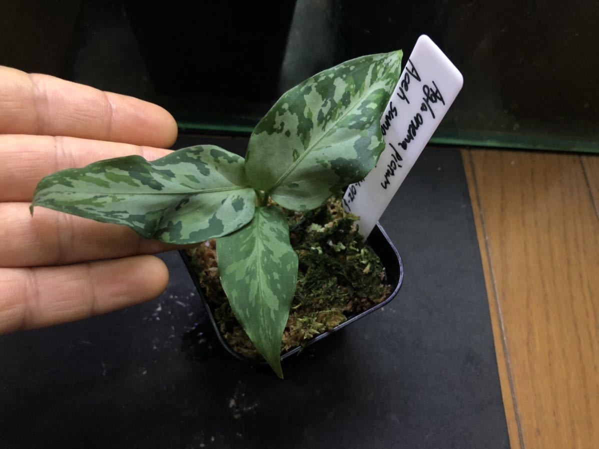 LA アグラオネマ Aglaonema pictum Aceh sumatera 【LA0121-01z-b