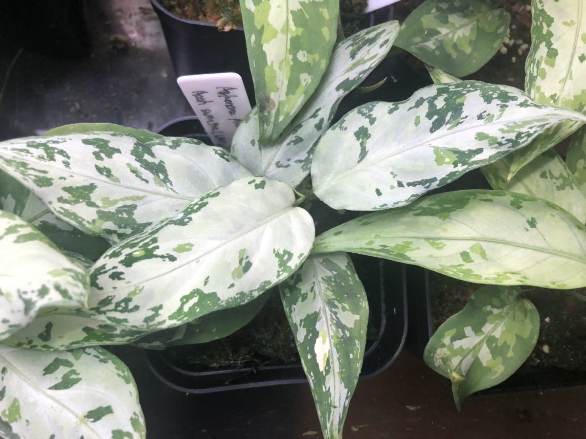 LA アグラオネマ Aglaonema pictum Aceh sumatera 【LA0121-01z-b
