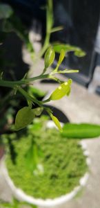 鉄腕ダッシュの値段と価格推移は 31件の売買情報を集計した鉄腕ダッシュの価格や価値の推移データを公開