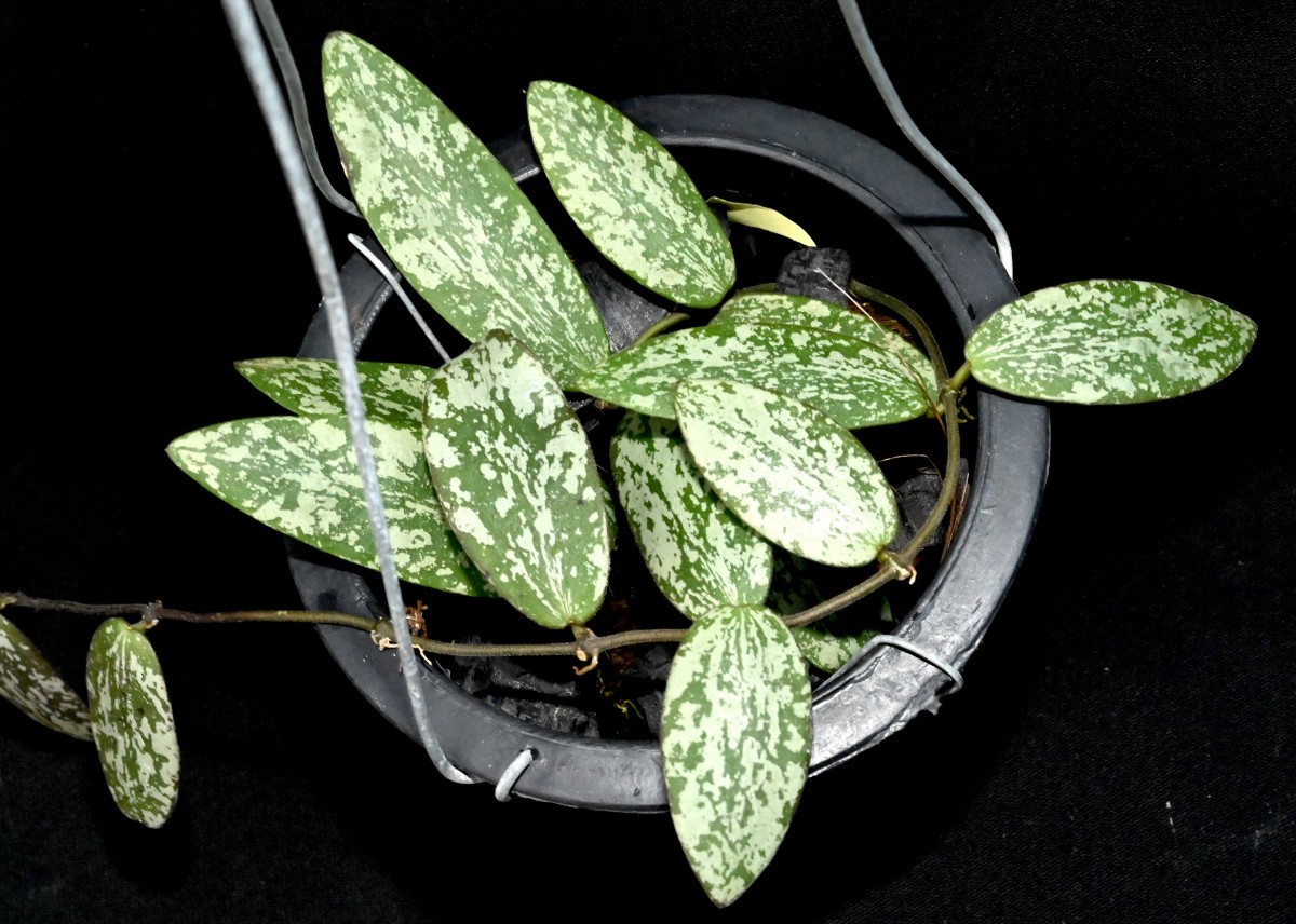 ホヤ (714) Hoya sigillatis 'Olive Shape' ホヤ　シギラティス　'オリーブ　シェイプ’