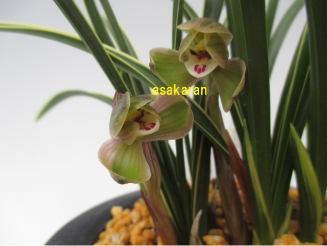 韓国春蘭 朱金紺覆花『神秘』上木2本立 春蘭 中国蘭 東洋蘭 山野草 蘭