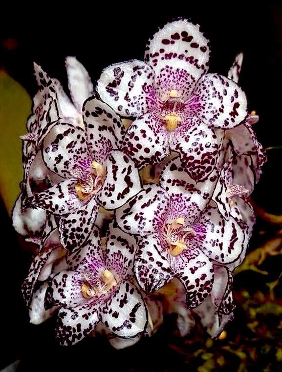 新作入荷 洋蘭原種 514 超 種 Bulbophyllum kubahense バルボフィラム クバエンセ(ラン)｜売買されたオークション情報、yahooの商品情報をアーカイブ公開 - オークファン ラン