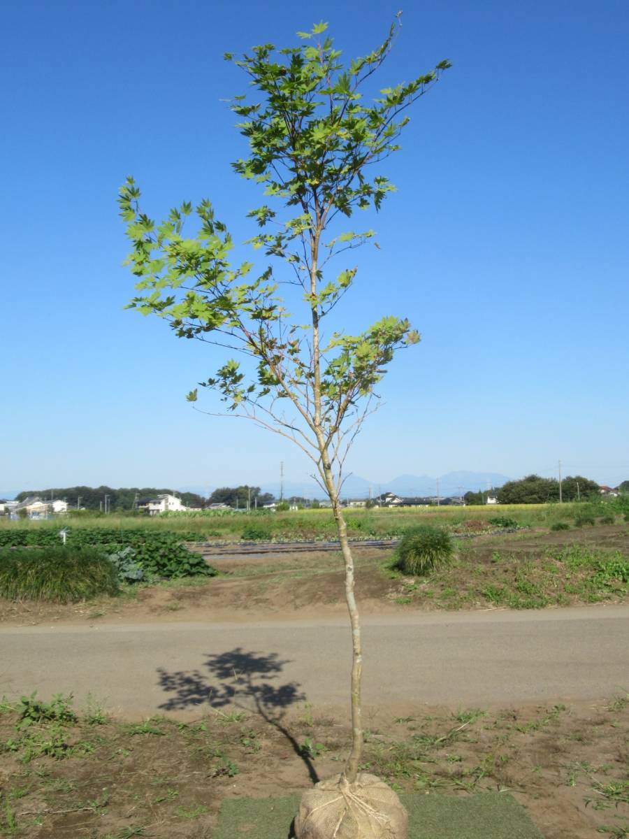 ◇◇コハウチワカエデ 山取 ◇◇802 【公式通販】