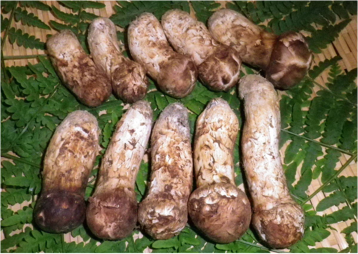 長野県南信州産‼️松茸 特大‼️1本 232g 10/31朝採れ 送料