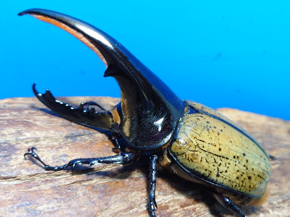 DHヘラクレス ♂155．5mm ヘラクレスオオカブト 虫類 DHヘラクレス
