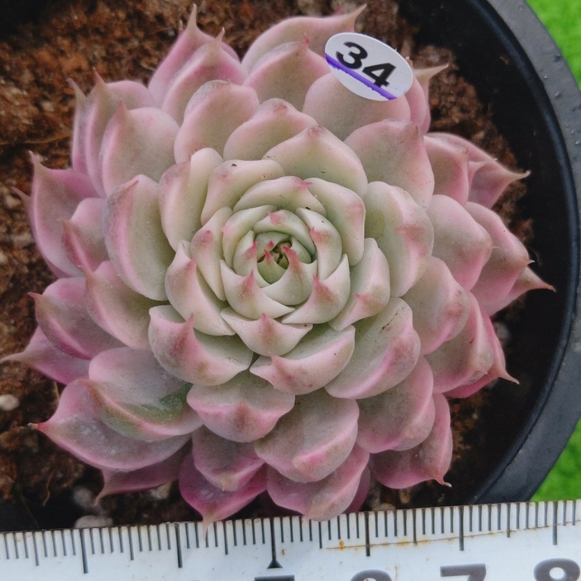 1009-W434 Margaret(錦) エケベリア 多肉植物 韓国苗 マーガレット錦