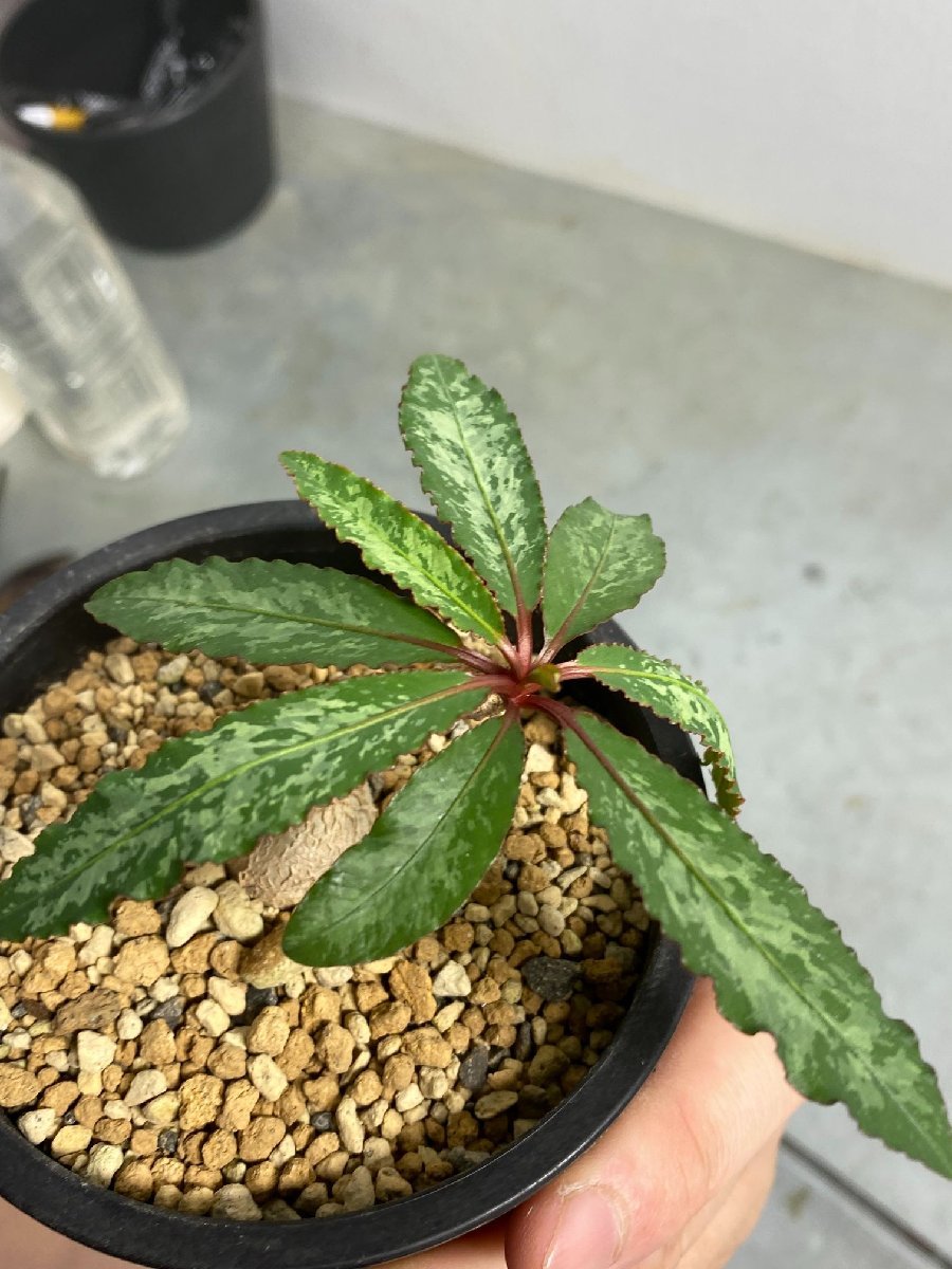 フ656 「多肉植物】ユーフォルビア クレメルシー【斑入り・発根株
