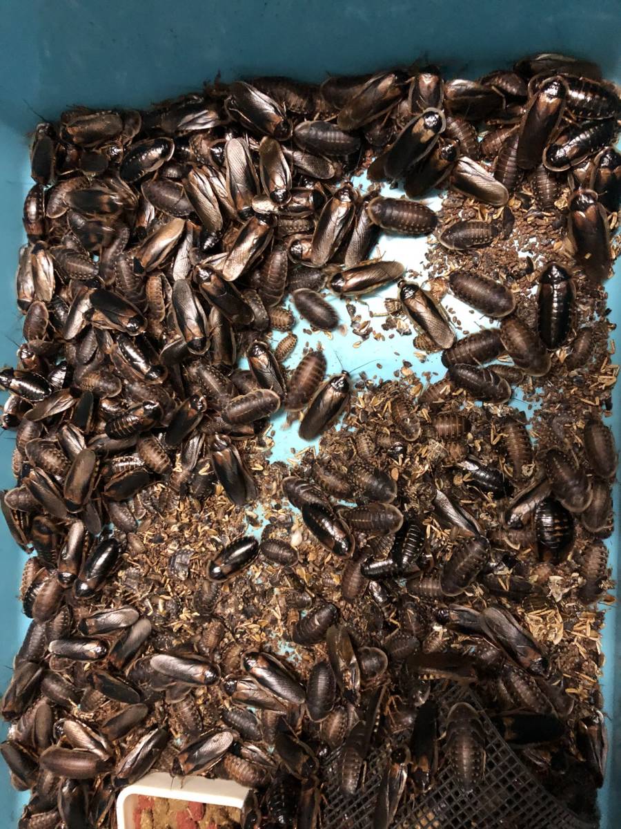 定番人気，本物保証 デュビア SSサイズ 成虫 オスメスMIX 1kg 死着保証 100g 合計 1100g a(エサ)｜売買されたオークション情報、yahooの商品情報をアーカイブ公開 - オークファン エサ