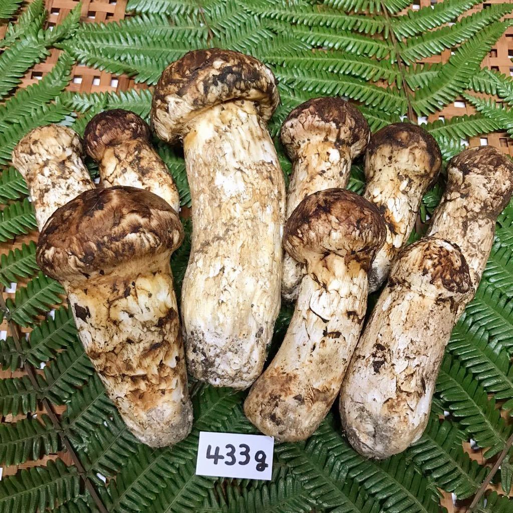 食品 北海道産松茸（開き） 324g