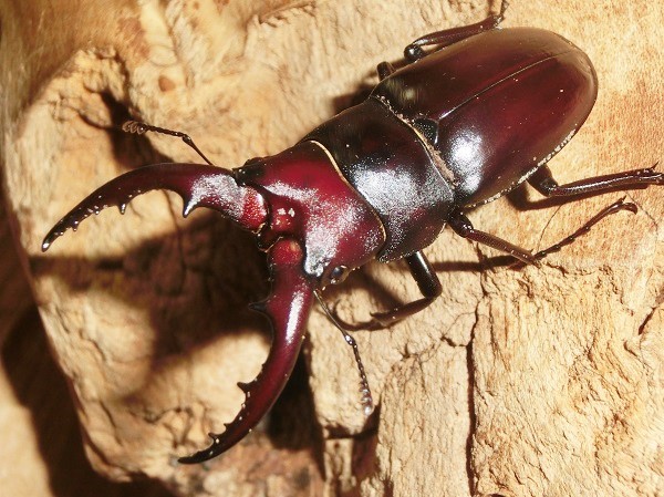 石垣島産 ヤエヤマノコギリ ♂54mm ♀36mm WF5