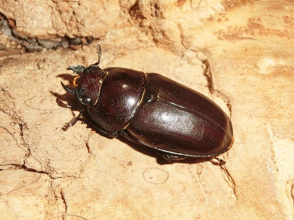 石垣　ヤエヤマノコギリ 石垣島産 ヤエヤマノコギリ ♂54mm ♀36mm WF5