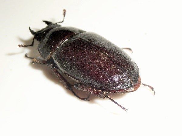 石垣　ヤエヤマノコギリ 石垣島産 ヤエヤマノコギリ ♂54mm ♀36mm WF5