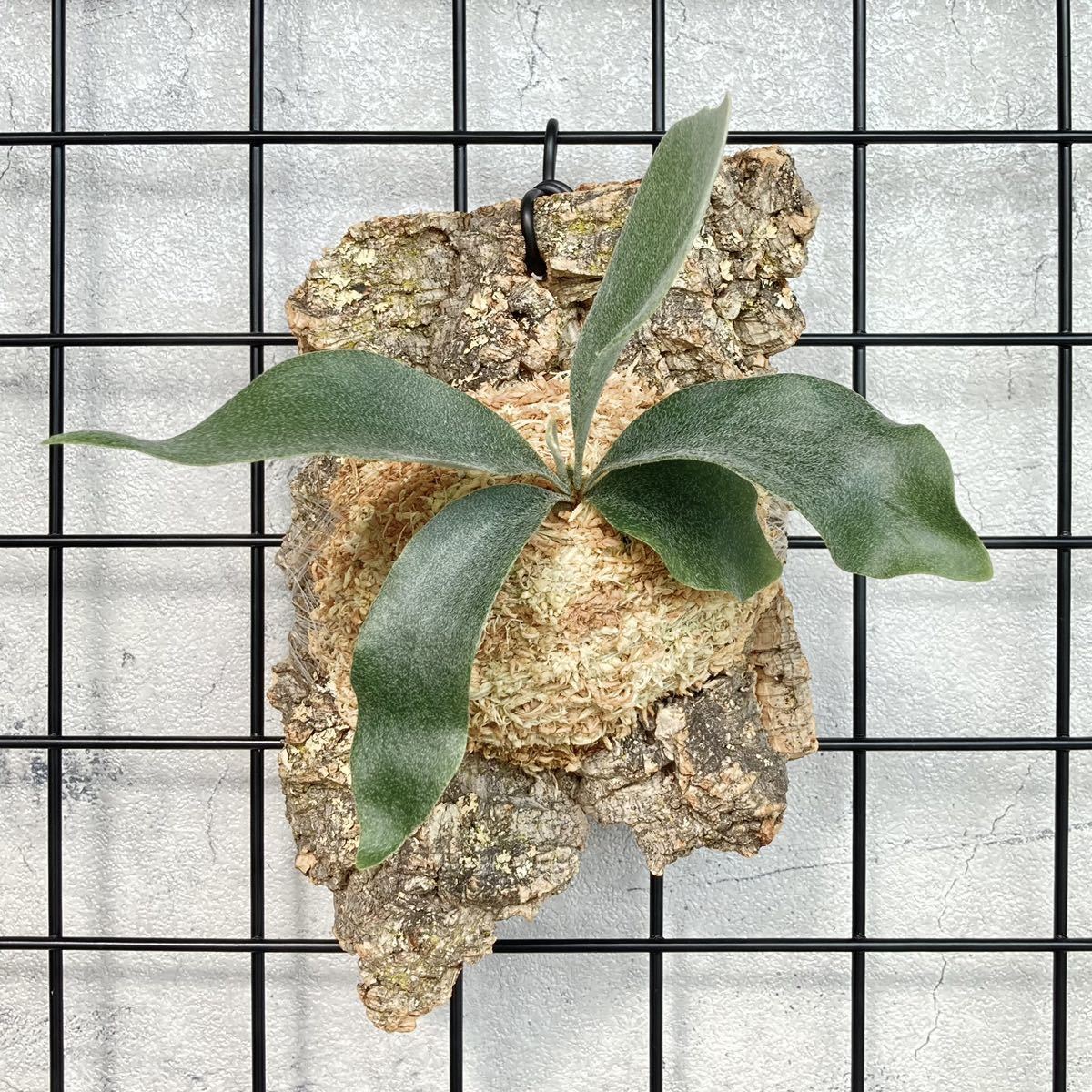 爆買い，品質保証 1円スタート E-1 bifur sp white 白ビフ ビカクシダ コウモリラン 観葉植物(ビカクシダ、コウモリラン)｜売買されたオークション情報、yahooの商品情報をアーカイブ公開 - オークファン ビカクシダ、コウモリラン