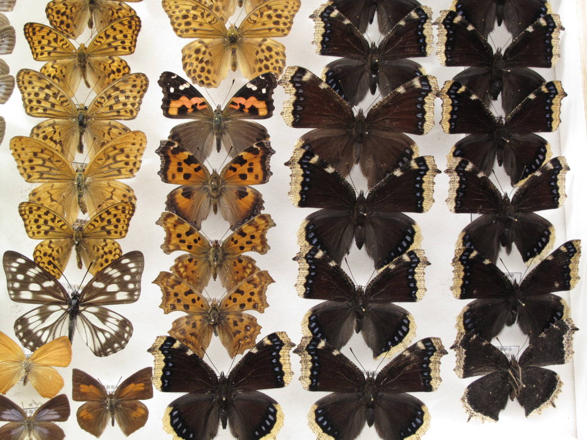 ま*る様 国産蝶標本タカネヒカゲ⁄Oeneis norna⁄富山県.旭岳産