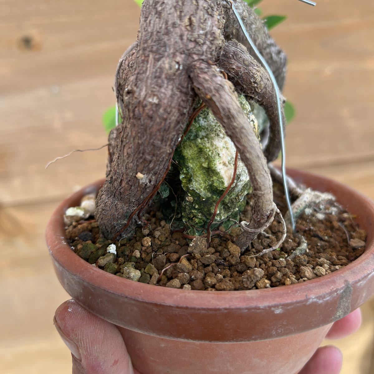 石付き盆栽 ガジュマル