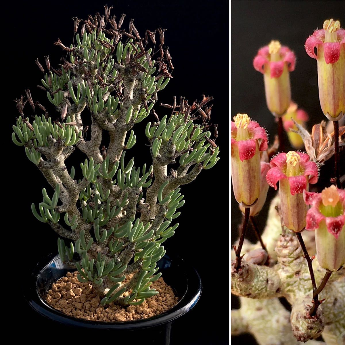 【超激得，最新作】 &sigma; チレコドン ブッコルジアヌス 紫花 4号大株 Tylecodon buchholzianus 多肉植物 サボテン オトンナ ペラルゴニウム(サボテン)｜売買されたオークション情報、yahooの商品情報をアーカイブ公開 - サボテン