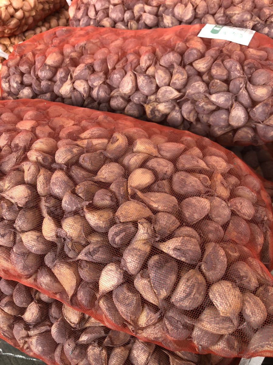 K*N様 青森県にんにくタネ10Kg ML 消毒 【公式通販】