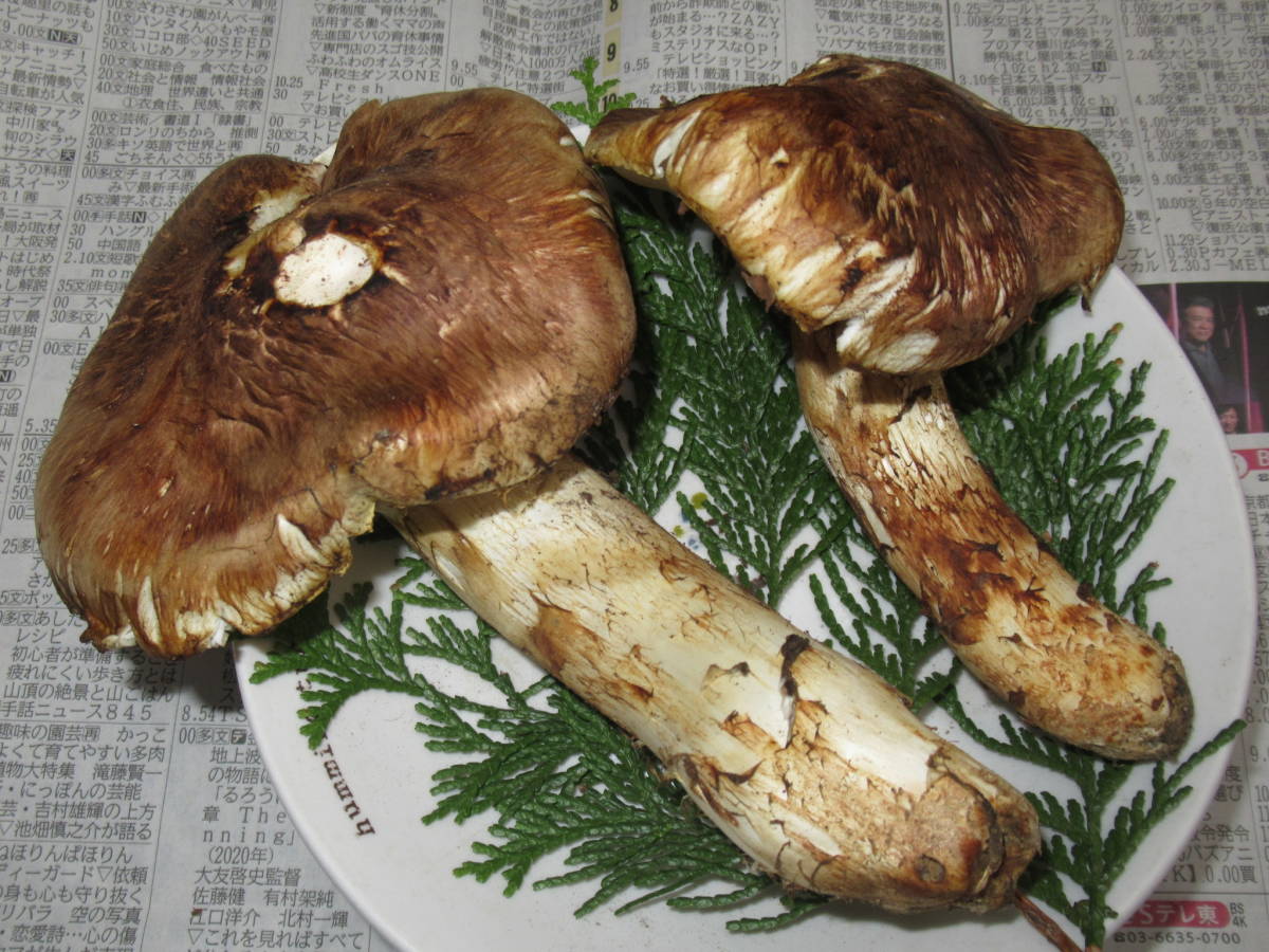 食品 長野県 信州産 松茸 400g 10/9朝採取